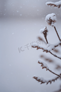 寒冷冬季树枝积雪图214