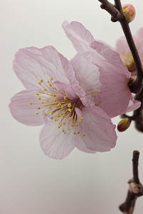 春天盛开的粉色桃花图片148