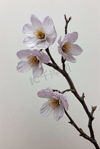 春天盛开的粉色桃花图片71