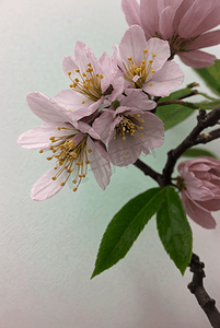 春天盛开的粉色桃花图片90