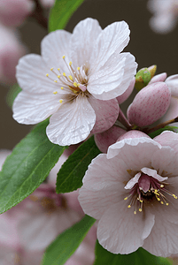 春天盛开的粉色桃花图片123