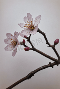 春天盛开的粉色桃花图片32