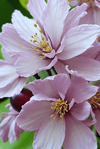 春天盛开的粉色桃花图片17