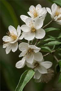 春天立春白色梨花盛开图片
