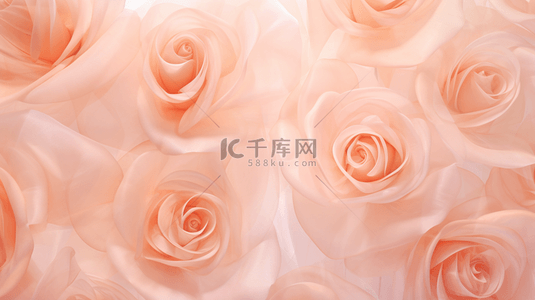 柔和桃色渐变半透明玫瑰花背景图片