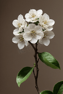 春天立春白色梨花盛开图片1