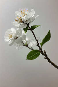 春天立春白色梨花盛开图片0
