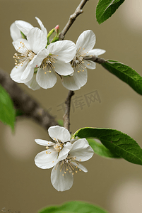 梨花图片摄影照片_春天立春白色梨花盛开图片2