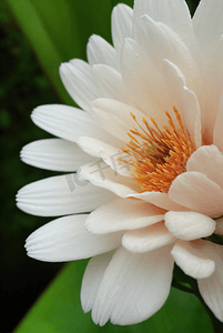 花蕊绽放摄影照片_春天绽放的白色花朵图片48