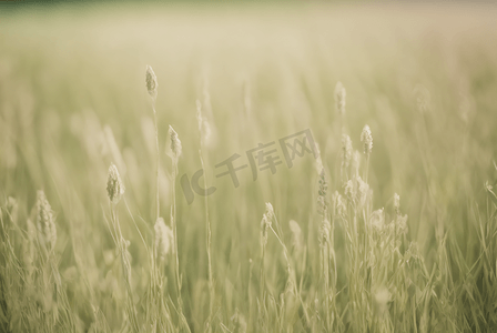风景照摄影照片_春日茂盛的黄绿色草坪图8摄影照808摄影配图