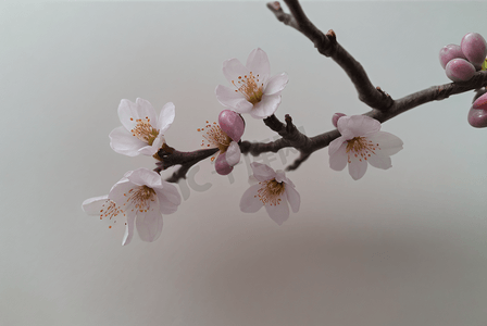 春天立春粉色桃花盛开图图片