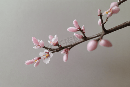 春天立春粉色桃花盛开图7高清图片