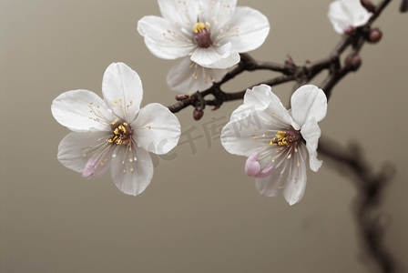 春日粉色桃花盛开图24摄影配图