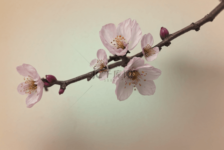 花朵春天立春粉色桃花盛开花枝1素材