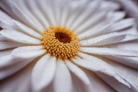 黄色花蕊白色花瓣的花朵图10高清图片
