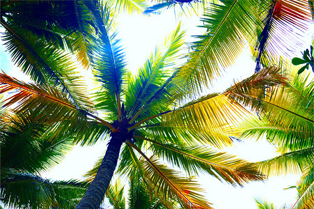海边椰树摄影照片_海南自然风光