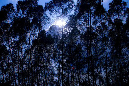夕阳落下摄影照片_阳光下的桉树林