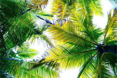 海边椰树摄影照片_海南自然风光
