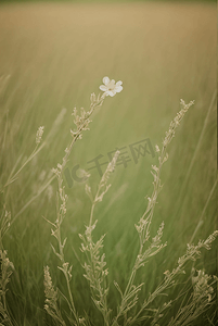 春天草地上的野草野花图片34
