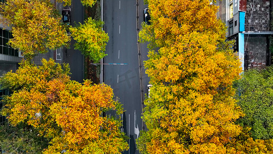 秋天风景城市道路两旁梧桐叶变黄