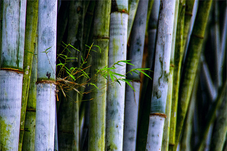 竹林，竹子，竹叶摄影照片_自然风光竹子竹林高清图片