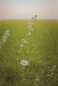 春天草地上的野草野花图片26
