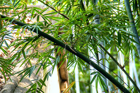 茂密的竹子竹林高清图片