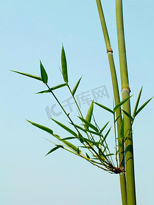 竹子竹节特写高清图片