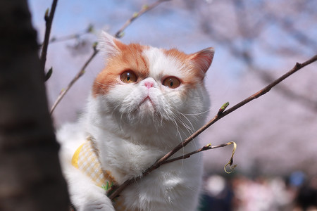 猫咪肖像摄影照片_猫咪爬在树枝上动物高清图片