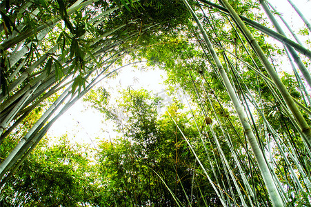 枝繁叶茂的竹子竹林图片