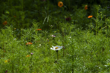 草地上多彩的格桑花野菊花高清图片