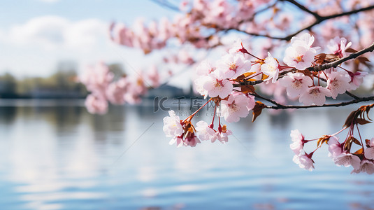 公园樱花背景图片_樱花盛开春天花朵7设计