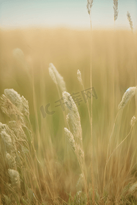 春天草地上的野草野花图片19