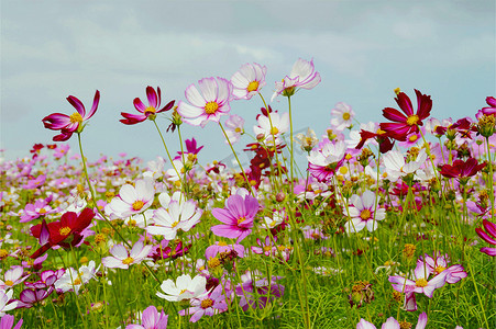 桑花摄影照片_五颜六色多彩的格桑花花朵高清图片