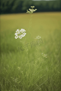 春天草地上的野草野花图片25