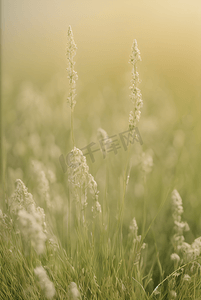春天草地上的野草野花图片23