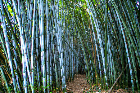 竹子植物竹林竹叶自然风光高清图片