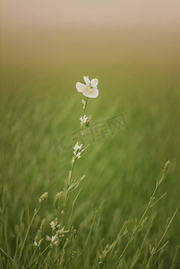 春天草地上的野草野花图片30