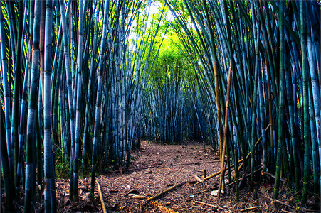 竹林，竹子，竹叶摄影照片_茂密清脆的竹林植物高清图片