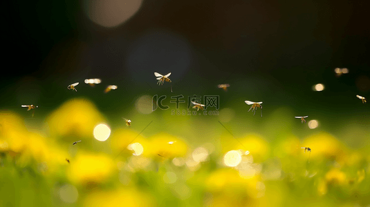 春天蜜蜂背景图片_春天花草光影散焦背景