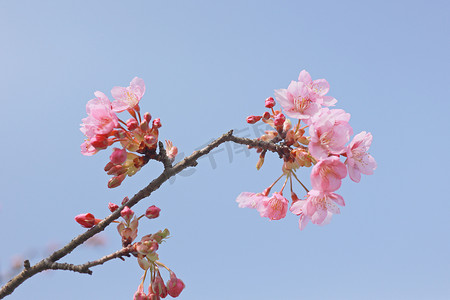 粉红樱花特写高清图片