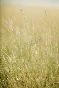 春天草地上的野草野花图片18