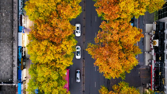 叶子变黄变红变褐摄影照片_航拍秋天风景城市道路两旁梧桐叶变黄