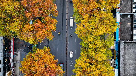 航拍秋季风景城市道路两旁梧桐叶变黄风景图