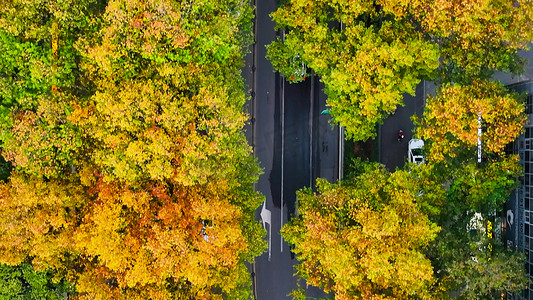 航拍秋天风景城市道路两旁梧桐叶变黄