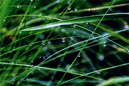 植物上的水滴摄影照片_清晨草丛上的水珠高清图片