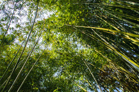 遮天蔽日的竹子竹林高清图片