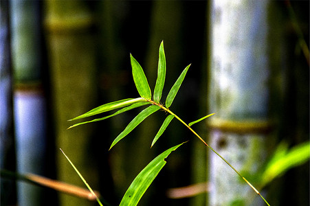 植物竹子竹林高清图片