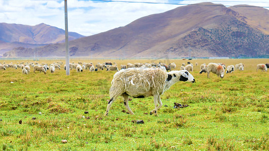 羊风景摄影照片_实拍清新草原牧场畜牧业绵羊牦牛吃草