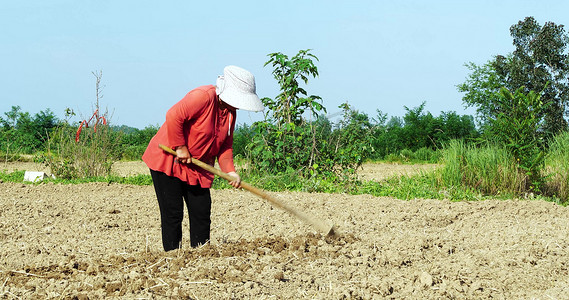 农民挥锄头田间劳作农村妇女辛勤劳动耕田耕耘农耕